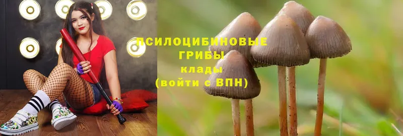 купить закладку  OMG tor  Галлюциногенные грибы Psilocybe  Ульяновск 